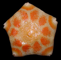 Pteraster species A "Northern Slime star"