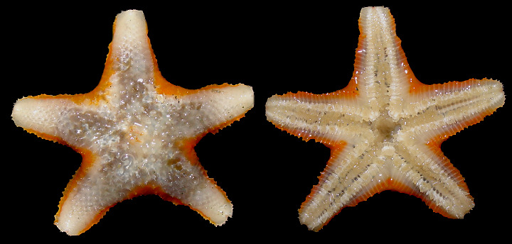 Pteraster species B "Orange-margined Pteraster"