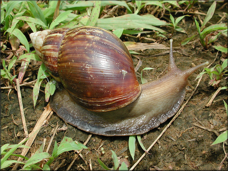 Lissachatina fulica (Bowdich, 1822)