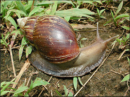 Lissachatina fulica (Bowdich, 1822)