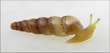 Subulina octona (Bruguire, 1792) Miniature Awlsnail