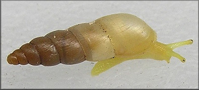 Opeas pyrgula Schmacker and Boettger, 1891 Sharp Awlsnail