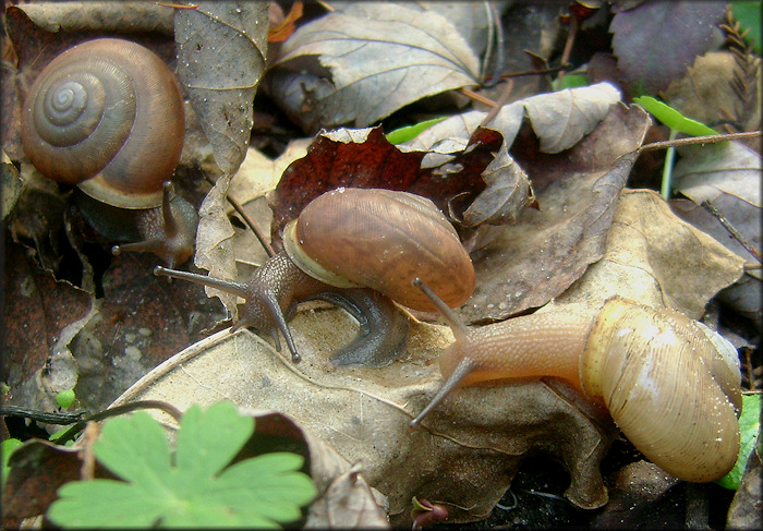 Mesodon thyroidus (Say, 1817) White-lip Globe In Situ