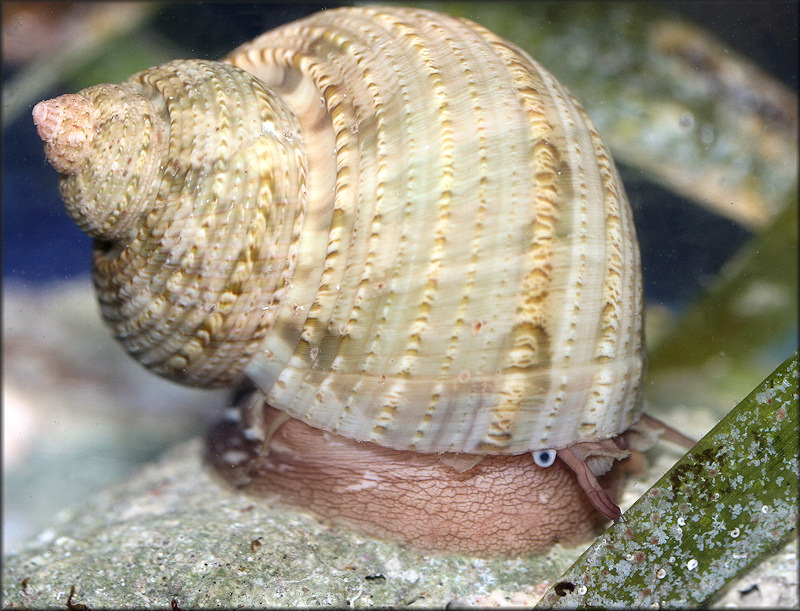 Turbo canaliculatus Hermann, 1781 Channeled Turban Living Specimen