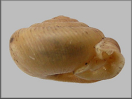 Daedalochila delecta (Hubricht, 1976) Paratype