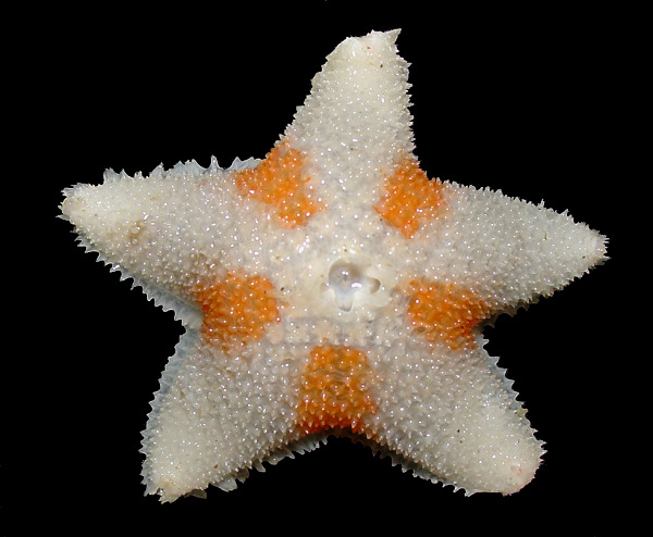 Pteraster temnochiton Fisher, 1910  "Rough Cushion Star"