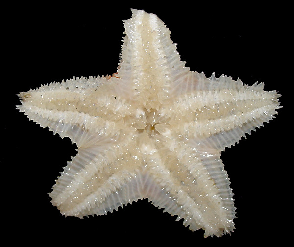 Pteraster temnochiton Fisher, 1910  "Rough Cushion Star"