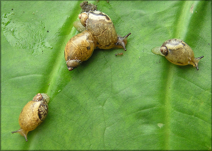 Succinea unicolor Tryon, 1866 Squatty Ambersnail