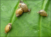 Succinea unicolor Tryon, 1866 Squatty Ambersnail