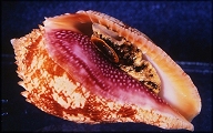 Morum veleroae Emerson, 1968 Living Animal
