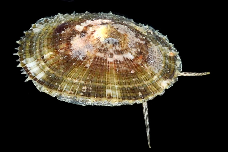 Diodora cayenensis (Lamarck, 1822) Cayenne Keyhole Limpet