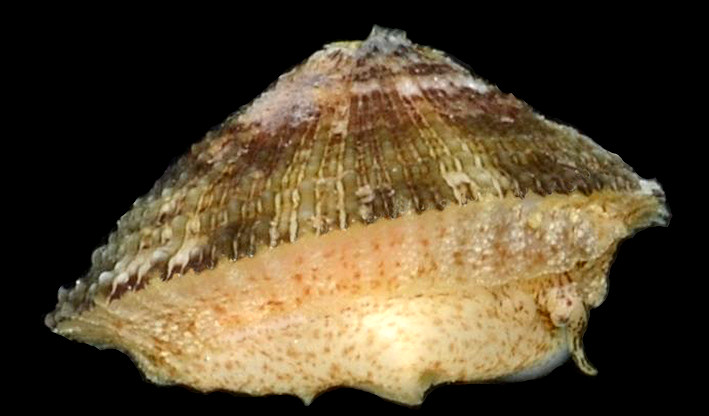 Diodora cayenensis (Lamarck, 1822) Cayenne Keyhole Limpet