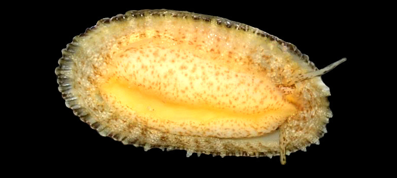 Diodora cayenensis (Lamarck, 1822) Cayenne Keyhole Limpet