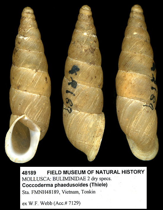 Apoecus phaedusoides (Thiele, 1931)