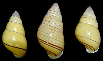 Amphidromus sowerbyi Fulton, 1907