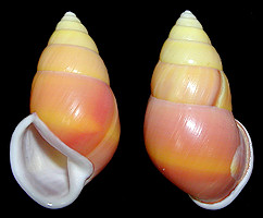 Amphidromus perversus solemi Abbas and Krull 2009 (Holotype Illustrated)