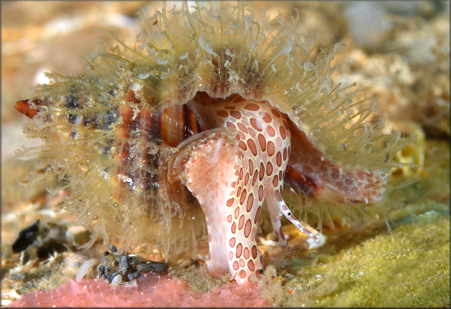 Cymatium (Monoplex) pileare (Linnaeus, 1758) Juvenile Western Atlantic