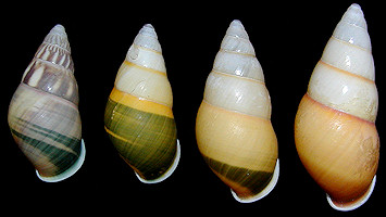 Amphidromus quadrasi quadrasi Hidalgo, 1887