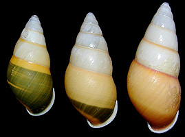 Amphidromus quadrasi quadrasi Hidalgo, 1887