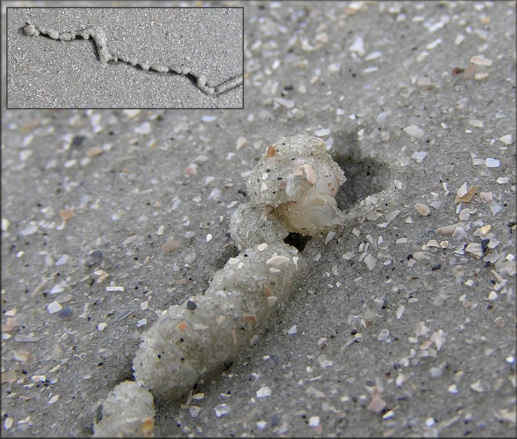 Tectonatica pusilla (Say, 1822) Miniature Moonsnail In Situ