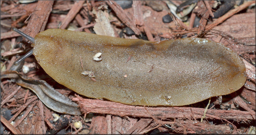 Sarasinula plebeia (P. Fischer, 1868) Caribbean Leatherleaf