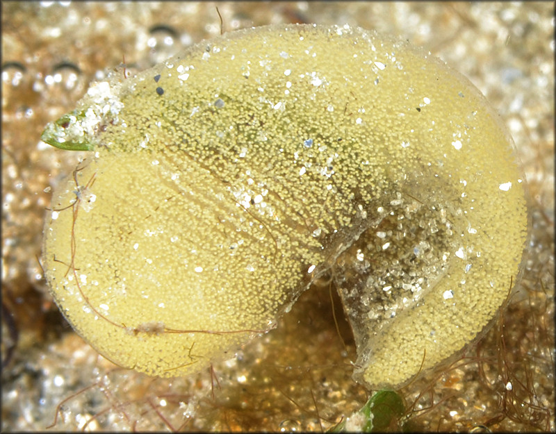 Haminoea antillarum  (d’Orbigny, 1841) Antilles Glassy-bubble Eggs