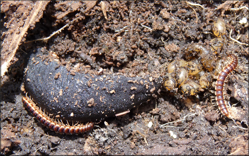 Belocaulus angustipes (Heynemann, 1885) Black-velvet Leatherleaf And Eggs