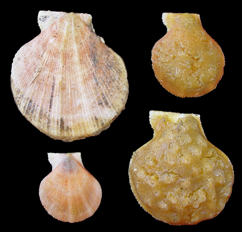 Chlamys albida (Dall, in Arnold, 1906) White Scallop