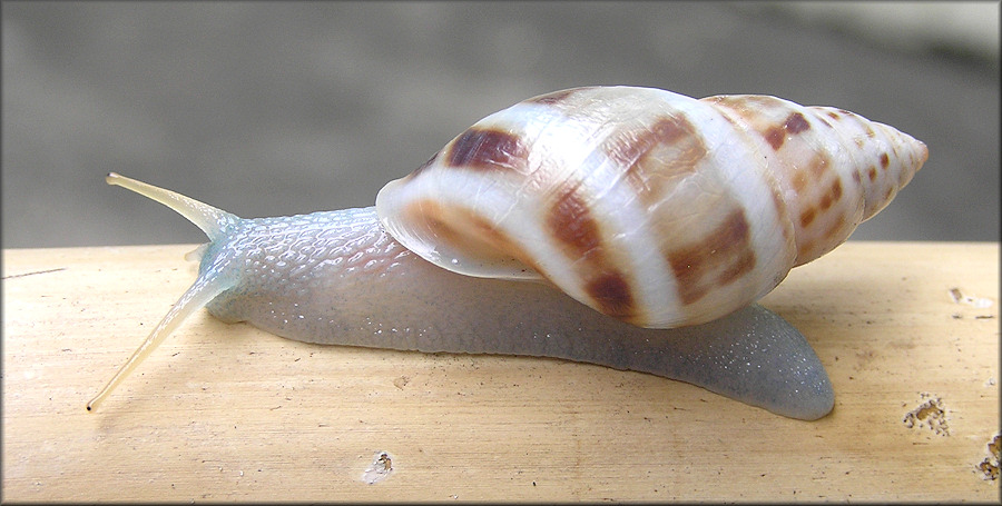 Drymaeus dormani (W. G. Binney, 1857) Manatee Treesnail