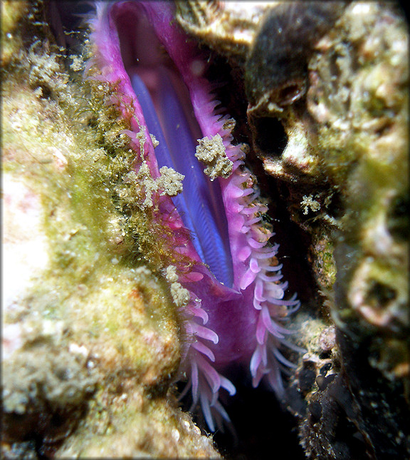 Lima caribaea d'Orbigny, 1853 Spiny Fileclam In Situ