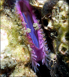 Lima caribaea d'Orbigny, 1853 Spiny Fileclam In Situ