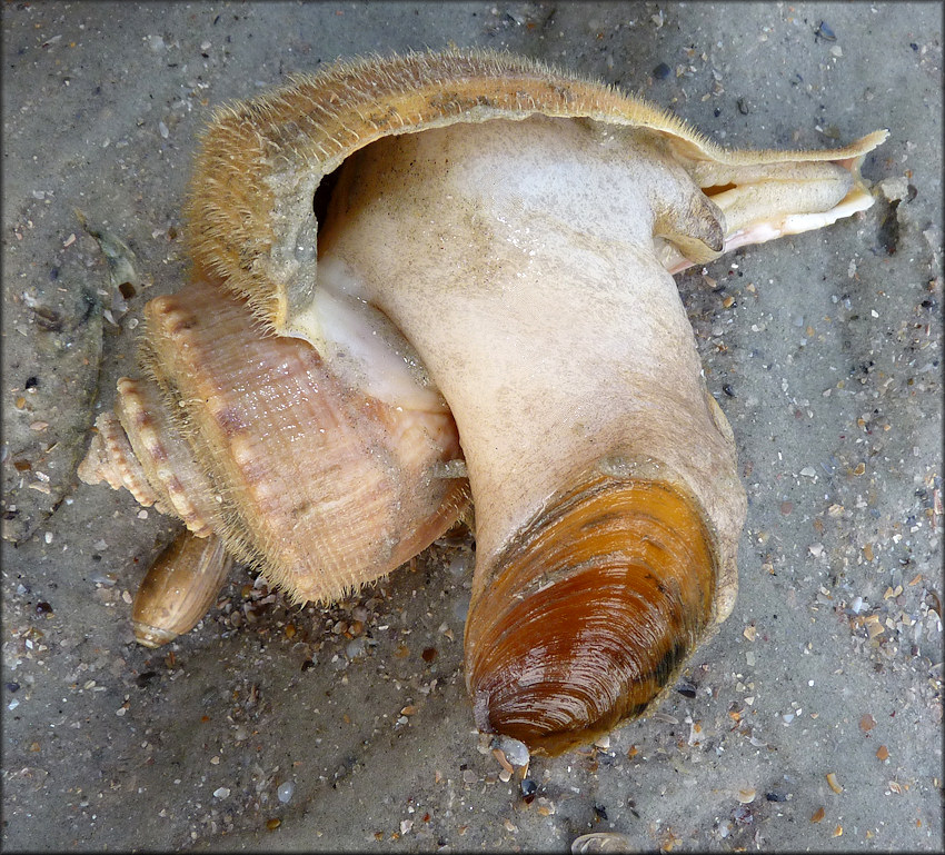 Busycotypus canaliculatus (Linnaeus, 1758) Living Specimen