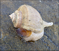 Busycotypus canaliculatus (Linnaeus, 1758) Living Specimen