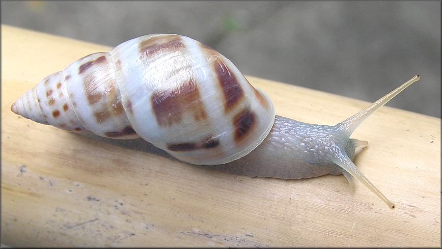 Drymaeus dormani (W. G. Binney, 1857) Manatee Treesnail