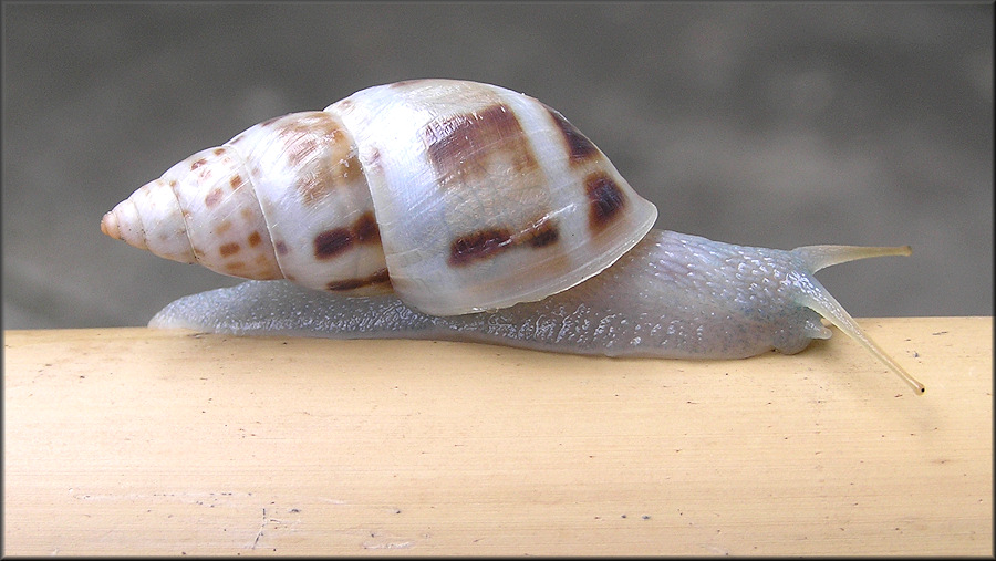 Drymaeus dormani (W. G. Binney, 1857) Manatee Treesnail