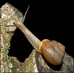 Bradybaena similaris (Frussac, 1821) Asian Tramp Snail