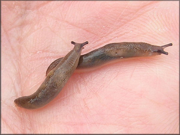 Deroceras laeve (Mller, 1774) Meadow Slug