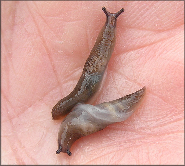 Deroceras laeve (Mller, 1774) Meadow Slug