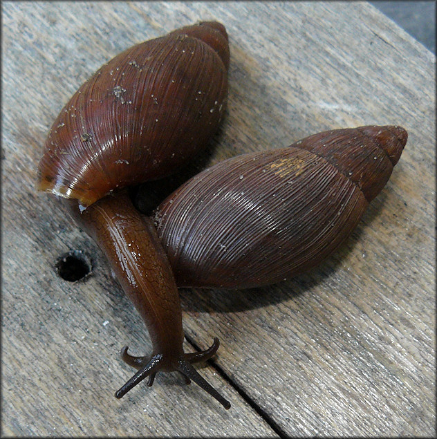 Euglandina rosea (Frussac, 1821) Unusually Dark Colored Specimens