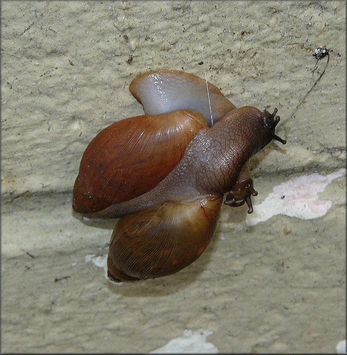 Euglandina rosea (Frussac, 1821) Mating