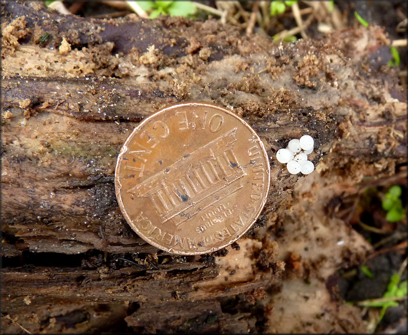 Probable Daedalochila avara (Say, 1818) Florida Liptooth Eggs