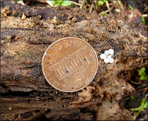 Probable Daedalochila avara (Say, 1818) Florida Liptooth Eggs