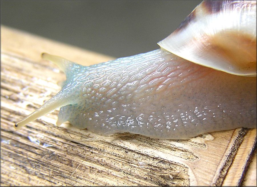 Drymaeus dormani (W. G. Binney, 1857) Manatee Treesnail