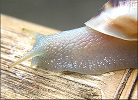 Drymaeus dormani (W. G. Binney, 1857) Manatee Treesnail