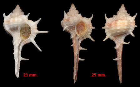 Haustellum sallasi (Rehder and Abbott, 1951)