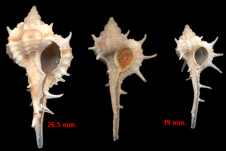 Haustellum sallasi (Rehder and Abbott, 1951)