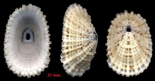 Diodora listeri (d’Orbigny, 1847) Listers Keyhole Limpet