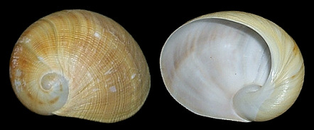 Sinum maculatum (Say, 1831) Brown Baby Ear