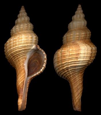 Fusinus australis (Quoy and Gaimard, 1833)