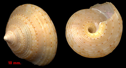 Calliostoma yucatecanum Dall, 1881 Depressed Topsnail